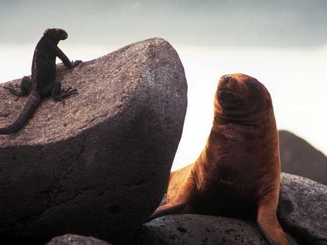 Galapagos b05i0064-Sea Lion-n-MarineIguana.jpg