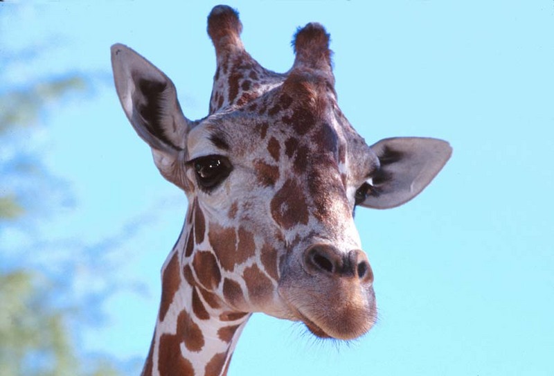 GiraffeWPaper1-by Shirley Curtis.jpg