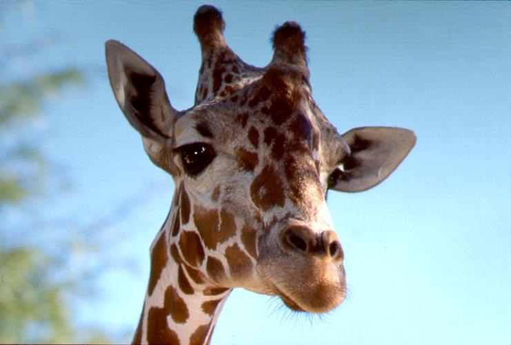 Giraffe 2-face closeup-by Shirley Curtis.jpg