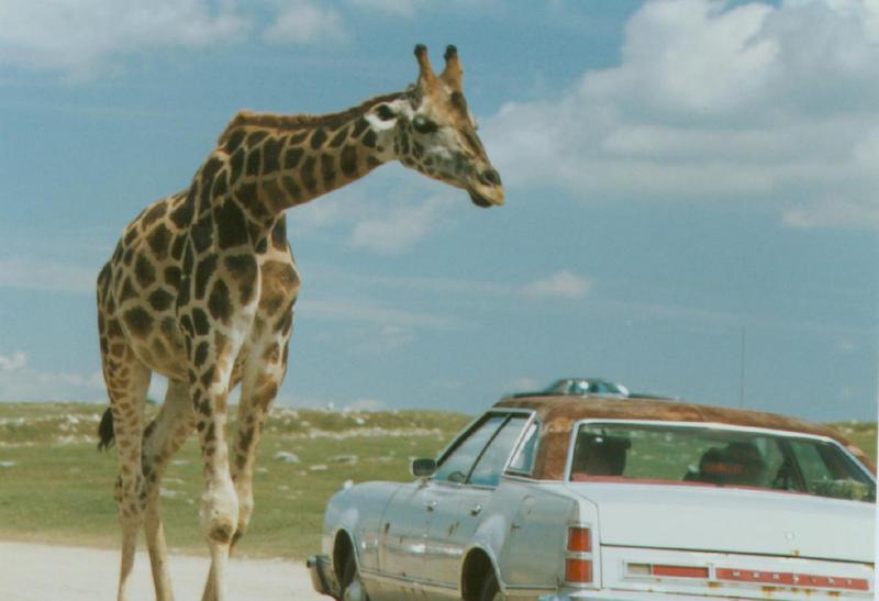 Giraffe car-by Linda Bucklin.jpg