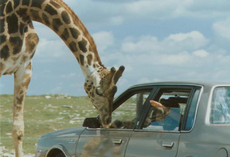 Giraffe car2-by Linda Bucklin.jpg