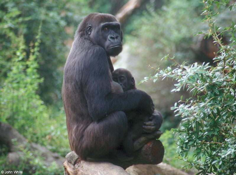Gorilla001-mum and baby-by John White.jpg