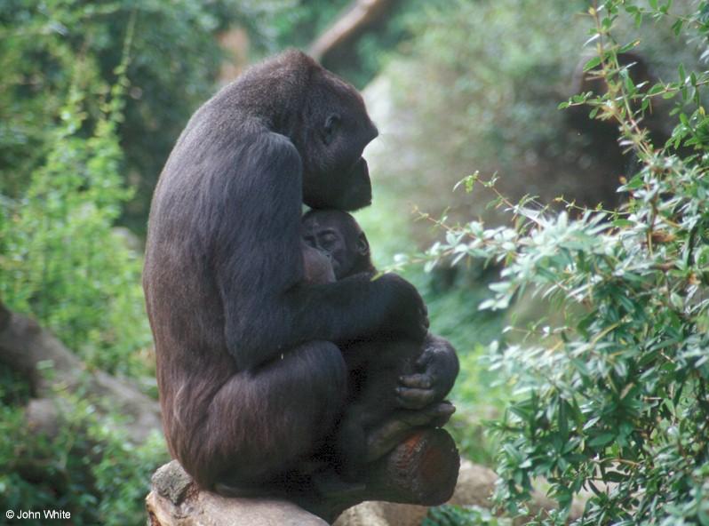 Gorilla002-mum and baby-by John White.jpg
