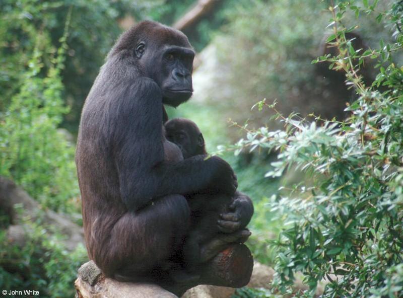 Gorilla003-mum and baby-by John White.jpg
