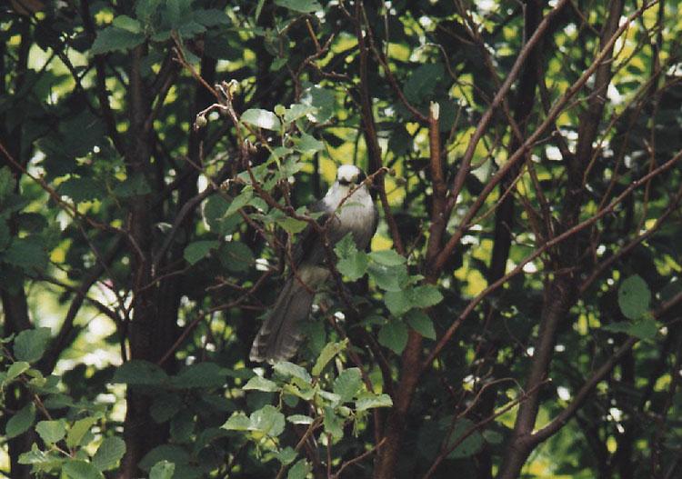Gray Jay-birdintrees-by Camille Routhier.jpg