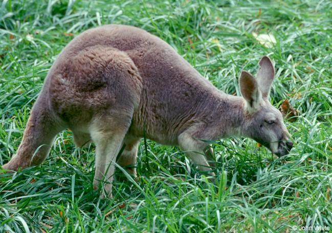 Gray kangaroo 1-by John White.jpg