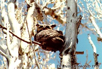 Great horned owl-by Dennis Desmond.jpg