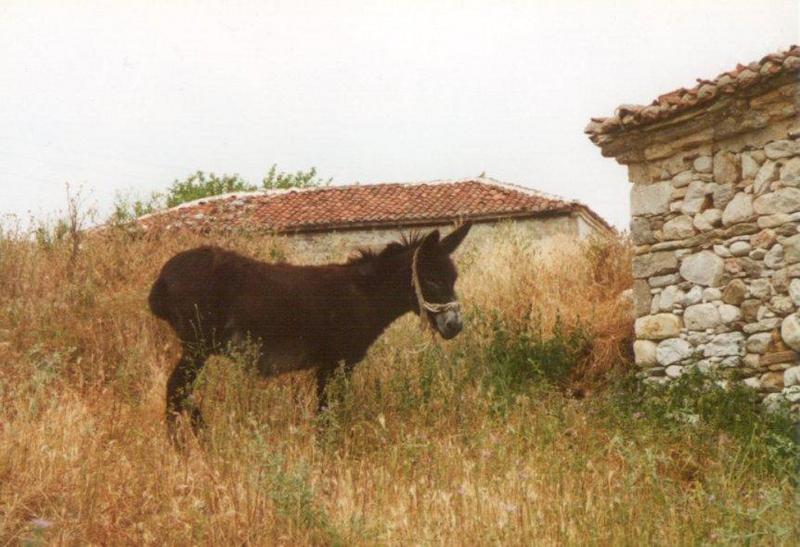Greece-Donkey1-by MKramer.jpg