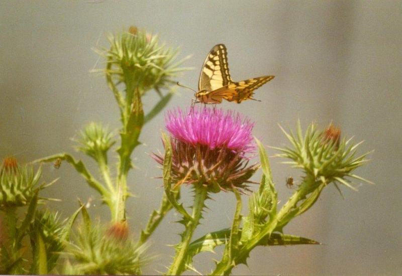 Greece Common Swallowtail Butterfly1-by MKramer.jpg