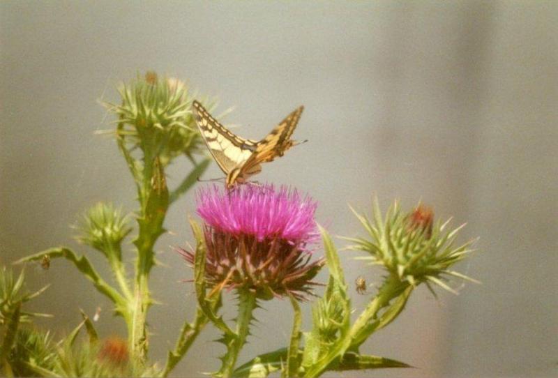 Greece Common Swallowtail Butterfly2-by MKramer.jpg