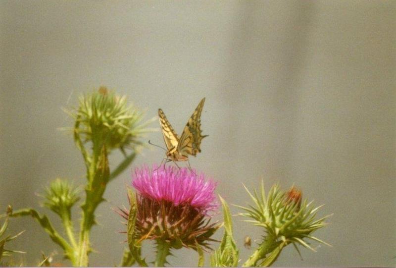 Greece Common Swallowtail Butterfly3-by MKramer.jpg