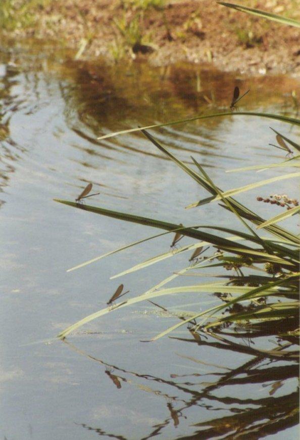 Greece Damselflies-by MKramer.jpg