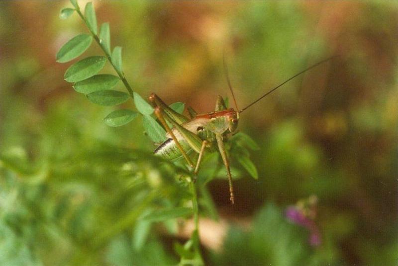 Greece Grasshopper1-by MKramer.jpg