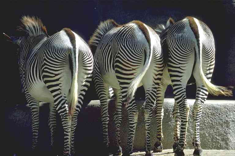 Grevy s Zebras-01-by Trudie Waltman.jpg
