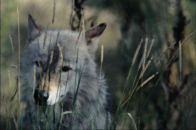 Grey-Gray Wolf-by Trudie Waltman.jpg