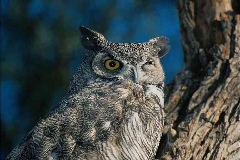 Grey-Owl-Great Horned Owl-by Trudie Waltman.jpg