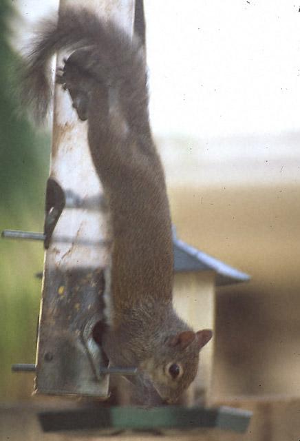 Grey Squirrel17-by Jose Sierra Jr.jpg