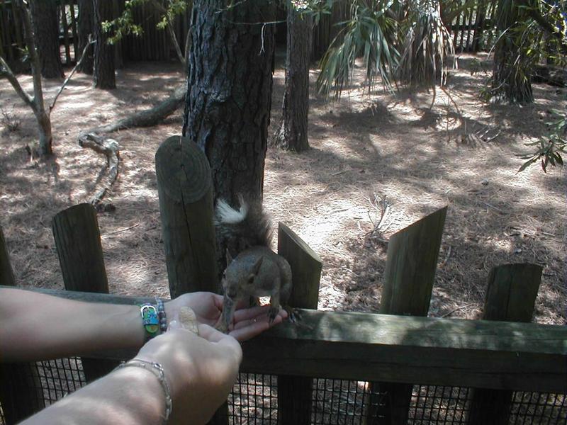 Grey Squirrel Jax Zoo-by angelee.jpg