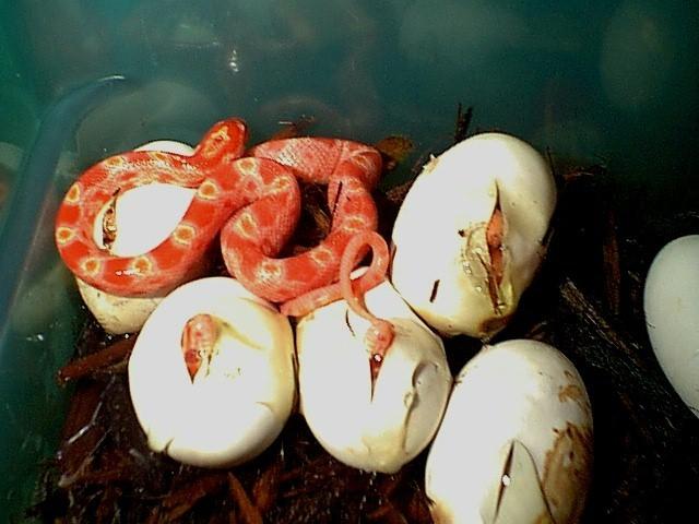 Hatching albino corn snakes-by Robin Russell.jpg