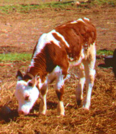 HerefordCalf1-Domestic Cattle-by Thomas O'Keefe.jpg