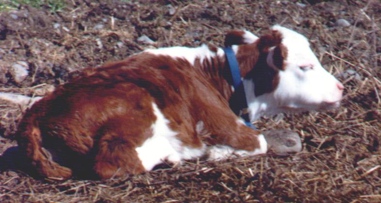HerefordCalf2-Domestic Cattle-by Thomas O'Keefe.jpg