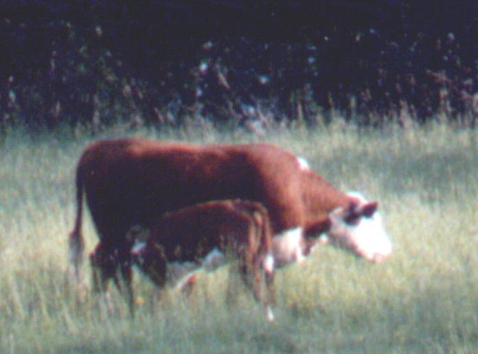 HerefordCow calf-Domestic Cattle-by Thomas O'Keefe.jpg