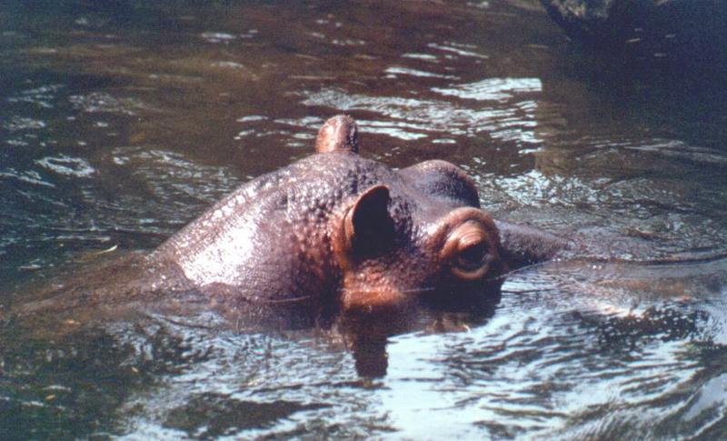 Hippopotamus face on water-by Thomas O'Keefe.jpg