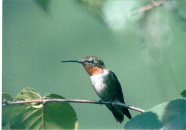 Hummingbird1-male.jpg