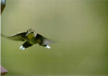 Hummingbird2-female.jpg