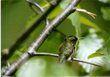 Hummingbird3-female.jpg