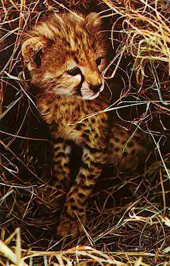 HuntingLeopard-Cheetah Baby-by Trudie Waltman.jpg
