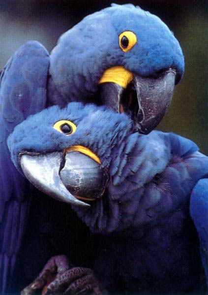 HyacinthPair-Macaws-lovely pair-face closeup-by Lara deVries.jpg