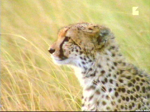 Image000-Cheetah-closeup in bush-by Jukka Jarnberg.jpg