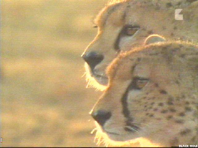 Image001-Cheetahs-pair face closeup-by Jukka Jarnberg.jpg