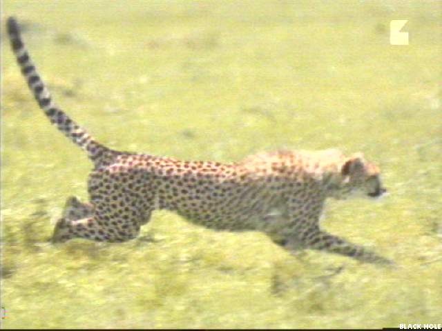 Image002-Cheetah-running-by Jukka Jarnberg.jpg