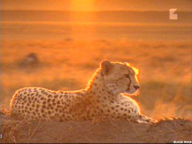 Image004-Cheetah-resting in twilight-by Jukka Jarnberg.jpg