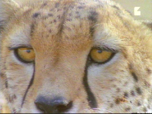 Image005-Cheetah-face closeup-by Jukka Jarnberg.jpg