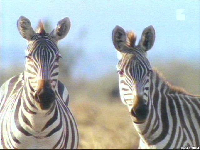 Image006-Zebras-pair face closeup-by Jukka Jarnberg.jpg