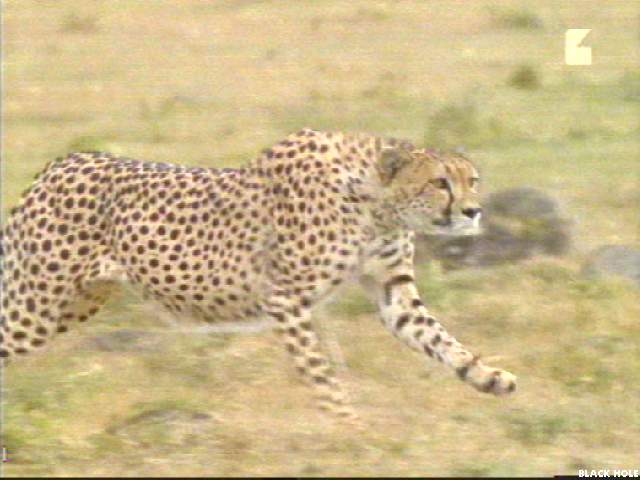 Image007-Cheetah-running-by Jukka Jarnberg.jpg