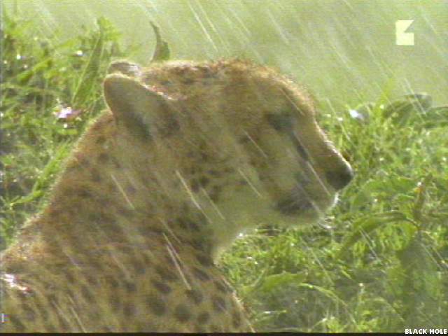 Image008-Cheetah-face closeup in rain-by Jukka Jarnberg.jpg