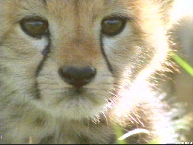 Image009-Cheetah-cub face closeup-by Jukka Jarnberg.jpg