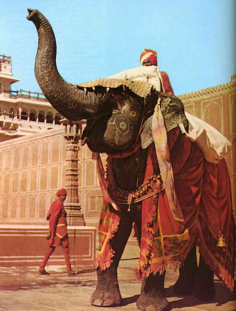 Indies-Indian Elephant01TR-by Trudie Waltman.jpg
