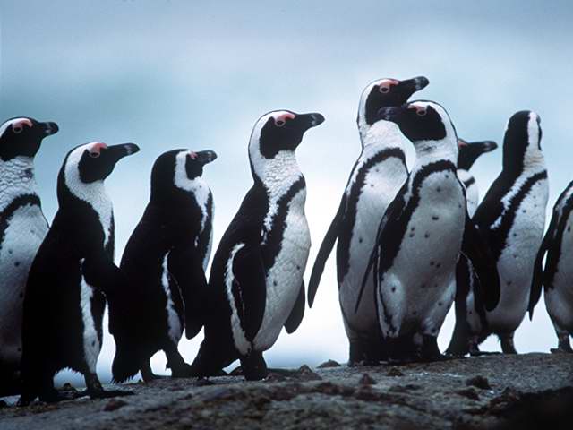 Jackass Penguins-by Linda Bucklin.jpg