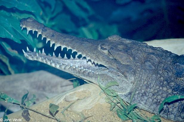 Johnston s Crocodile 1-Australian Freshwater Crocodile-by John White.jpg