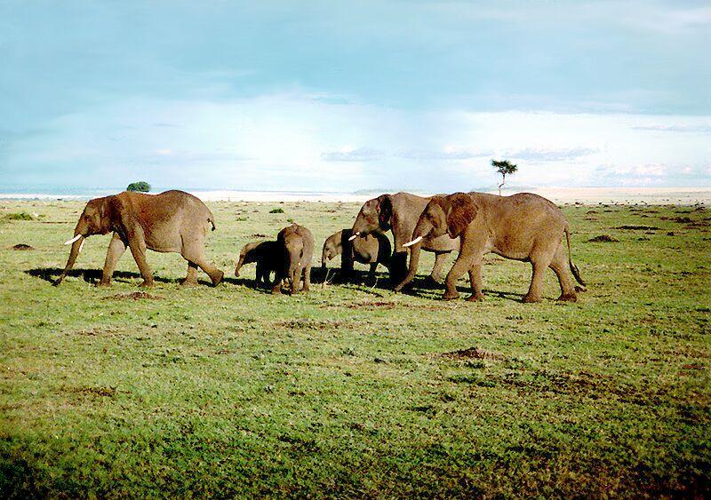 Kenya15-African Elephants-by Macky637.jpg