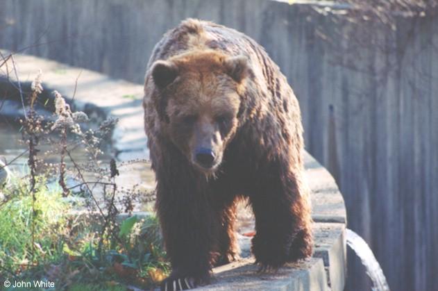 Kodiak Bear-by John White.jpg