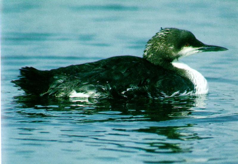 KoreanBird-Black-throated Loon J01-floating on water-winter plumage.jpg