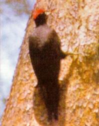 KoreanBird-Black Woodpecker J01-pecking trunk.jpg