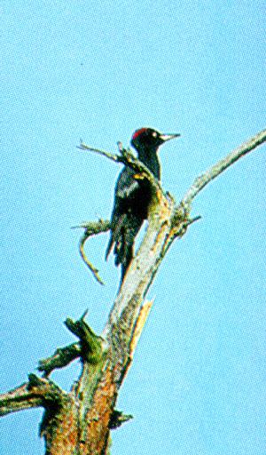 KoreanBird-Black Woodpecker J02-perching on tree.jpg