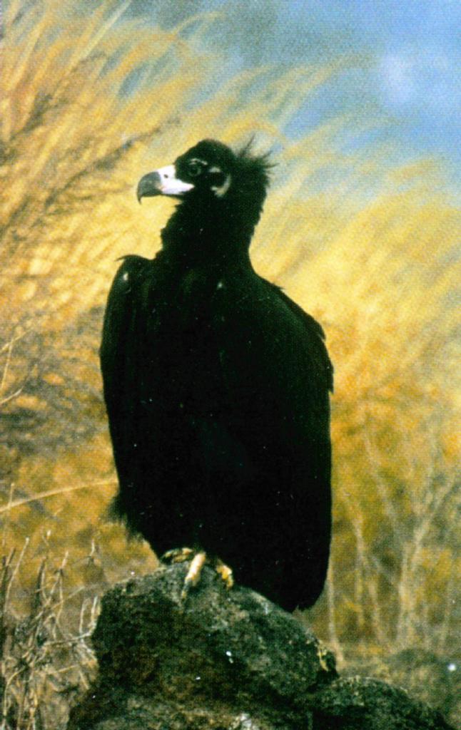 KoreanBird-Eurasian Black Vulture J01-perching on rock.jpg